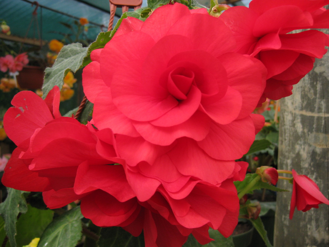B. ‘Marie’
